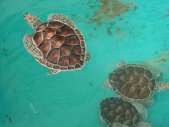 Estação de pesquisa de tartarugas, em um dos cayos do arquipélago de Los Roques, no litoral venezuelano